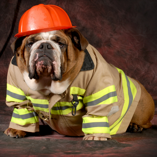 Keeping your pet fire safe
