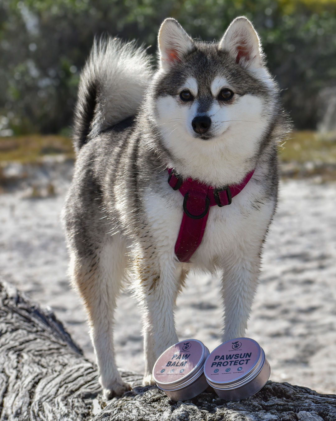 Paw Balm