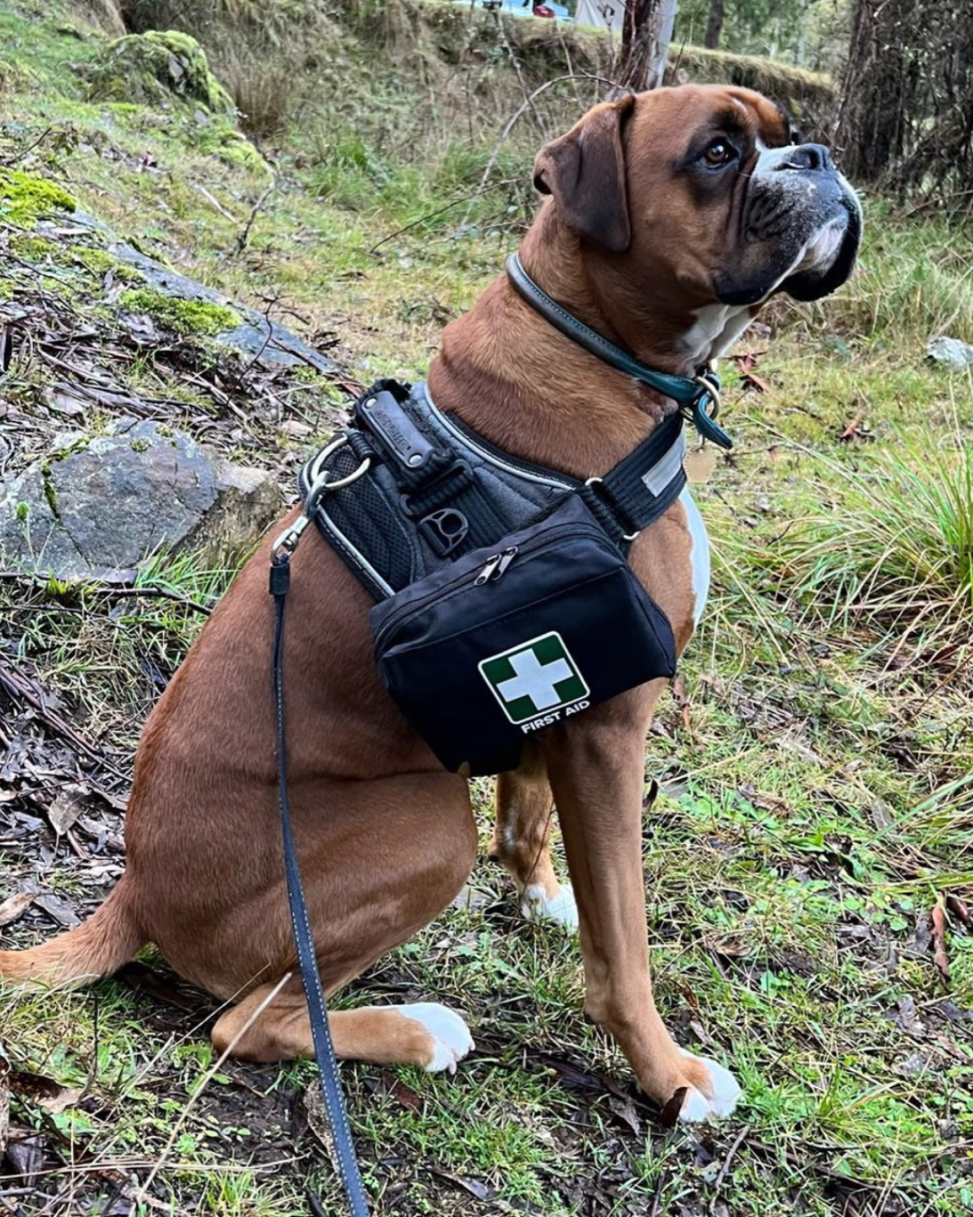 Pet First Aid Kit