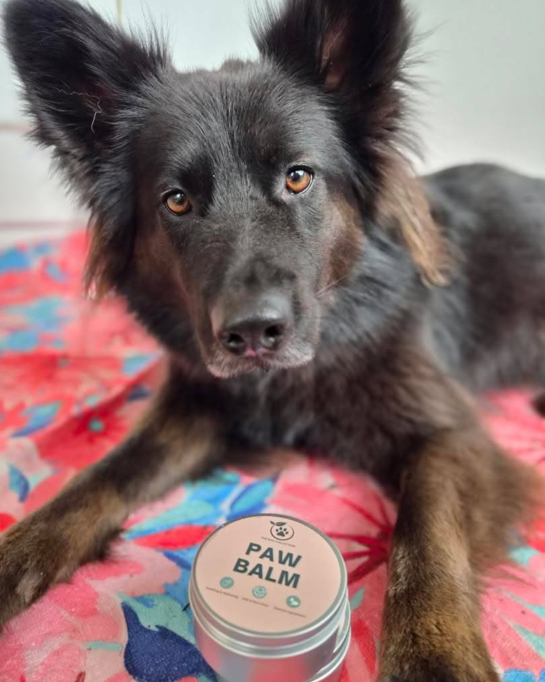 Paw Balm
