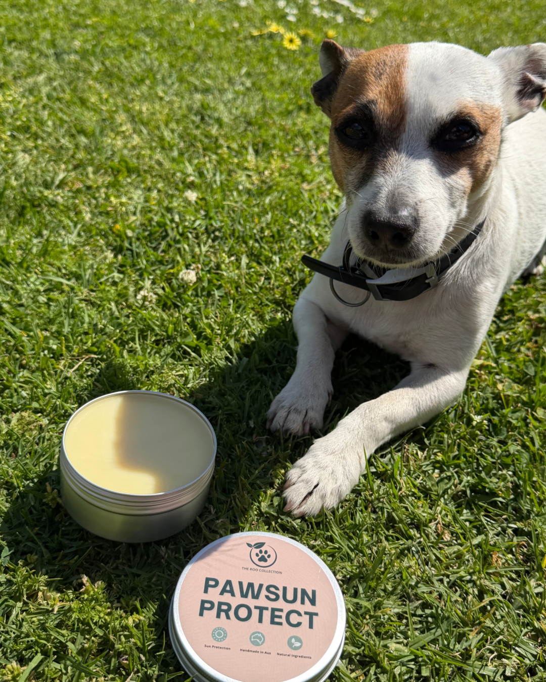 PawSun Protect