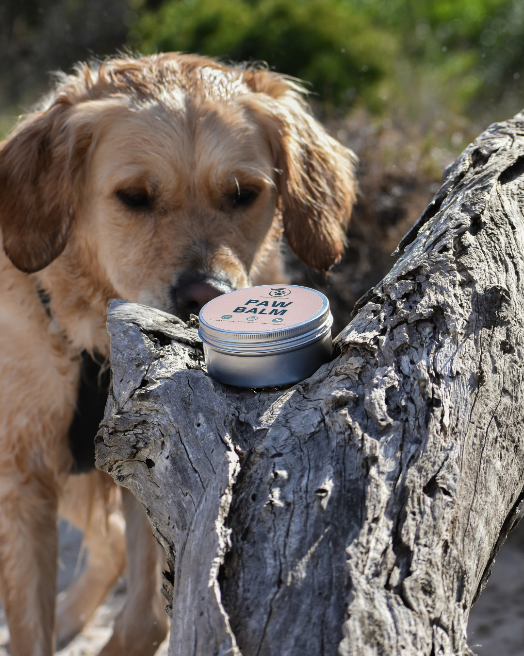 Paw Balm