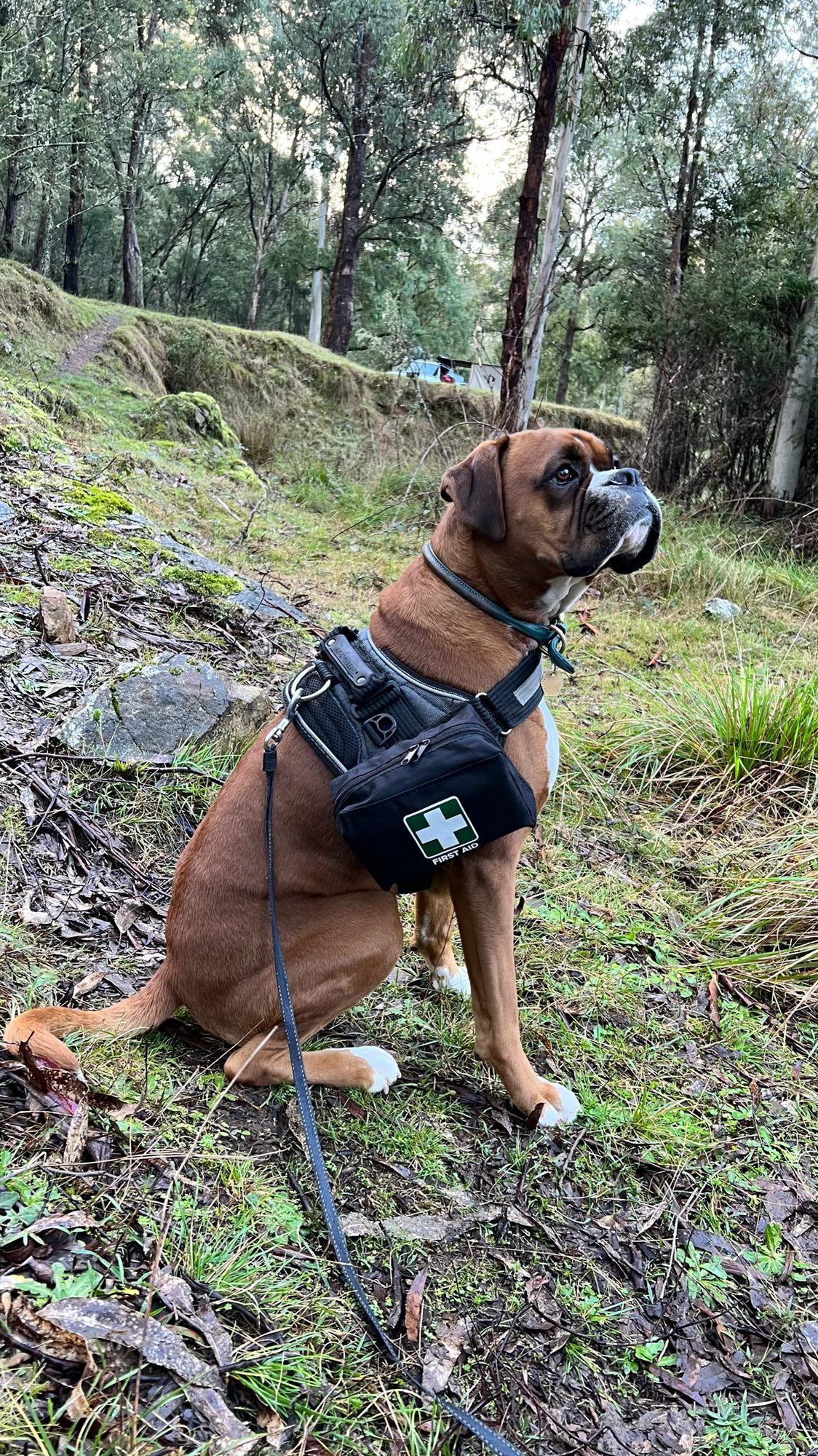 Pet First Aid Kit