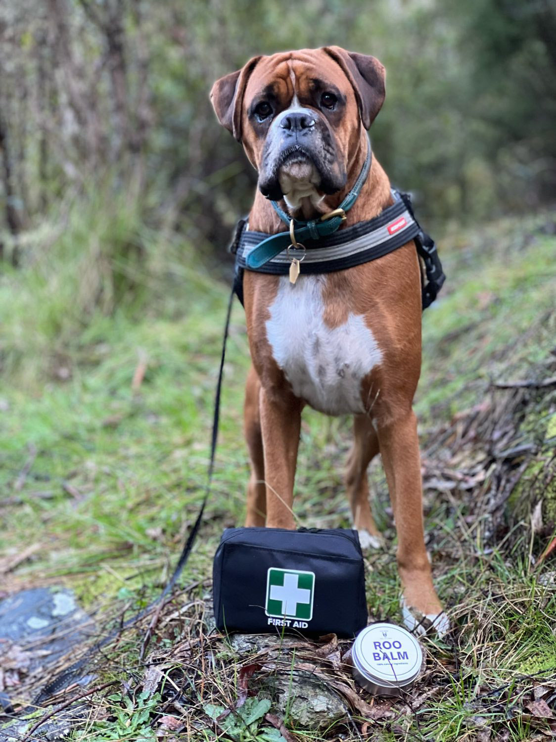 Pet First Aid Kit