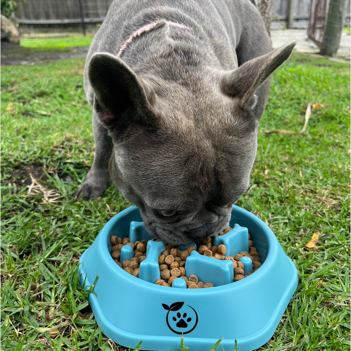 Slow Feeder Bowl